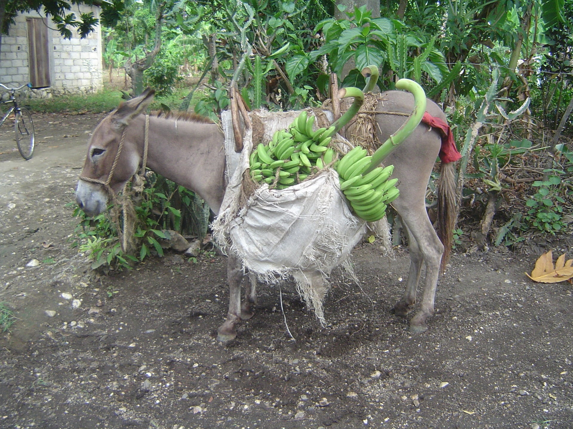 A donkey packs bananas