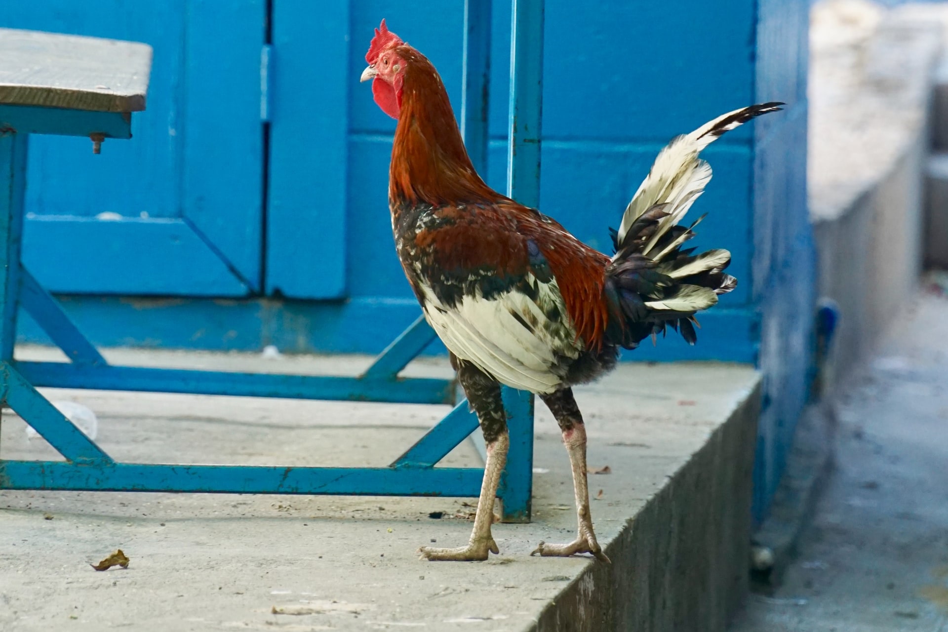 A rooster roams in Haiti